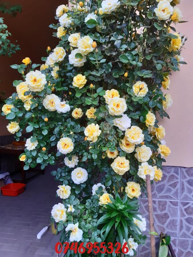 Pensiunea Cristiana คูร์ตา เด อาร์เจช ภายนอก รูปภาพ